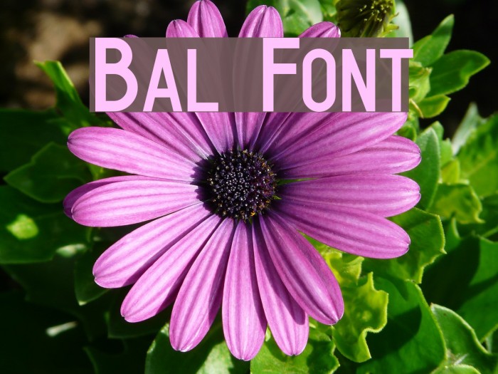 Bal Font - FFonts.net