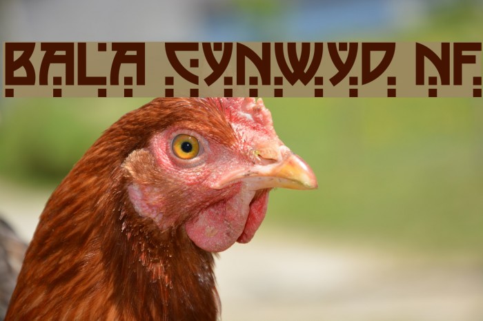 Bala Cynwyd NF Font examples