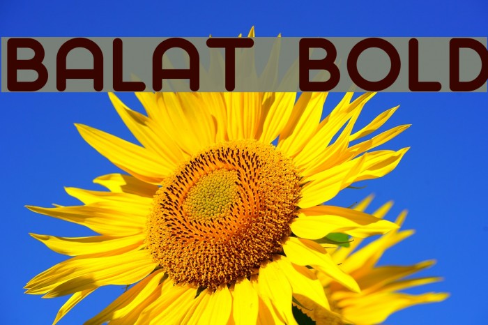 Balat Bold Font examples