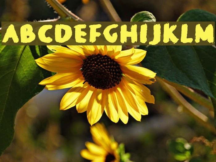Balballa Font examples