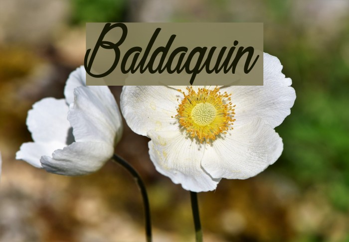 Baldaquin Font examples
