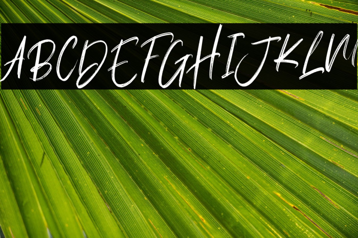 Balecimo Personal Use Regular Example 3