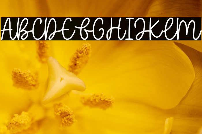 Baleno Handi Example 1