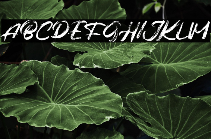 Balges FREE Example 3