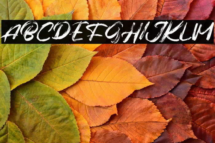 BalgesFREE Example 1