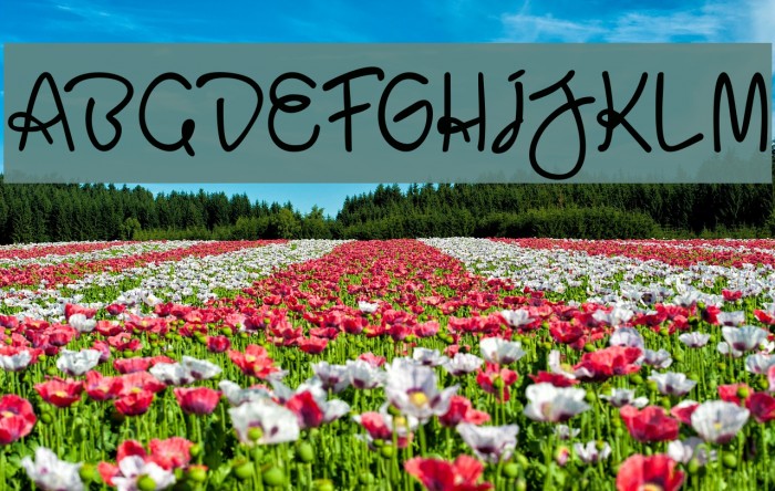 BaliParadiso Example 2