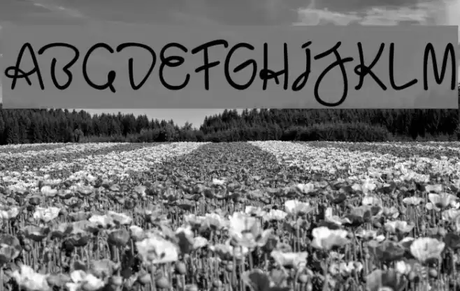 BaliParadiso Font examples