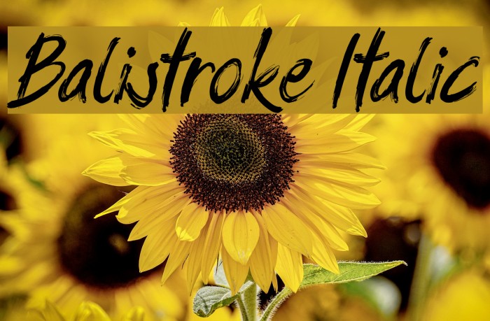 Balistroke Italic Font examples