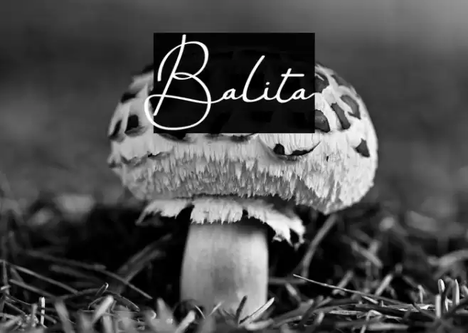 Balita Font | Free Download (TTF/OTF) | FFonts.net