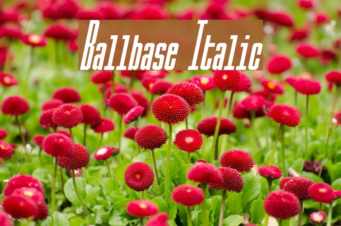 Ballbase Italic फ़ॉन्ट examples