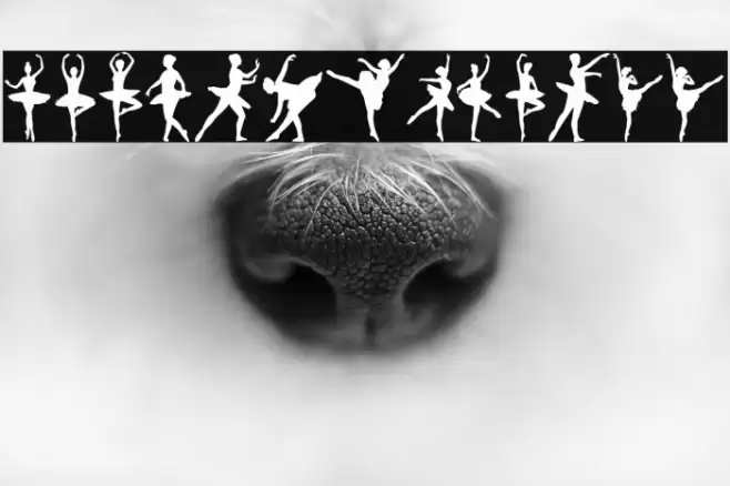 Ballet Font examples