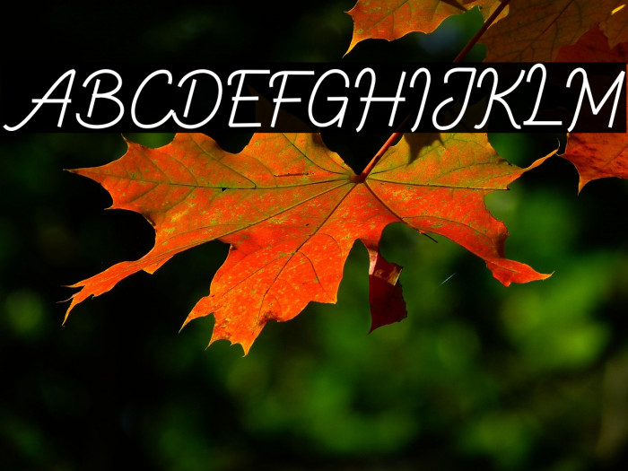 Ballock Script Example 1