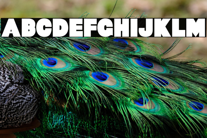 Baltar-Regular Example 2