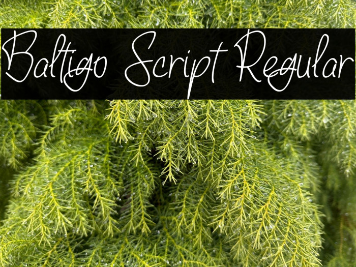 Baltigo Script Regular Example 3