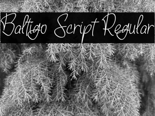 Baltigo Script Regular Font examples