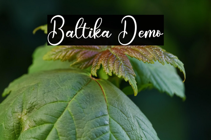 Baltika Demo Example 3