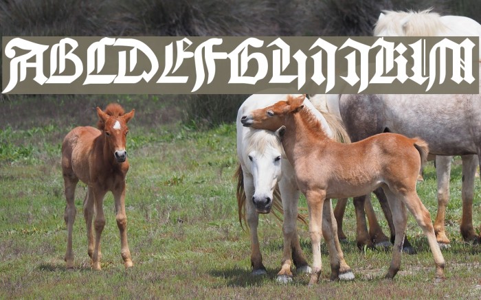 Bamberg Plain Font examples