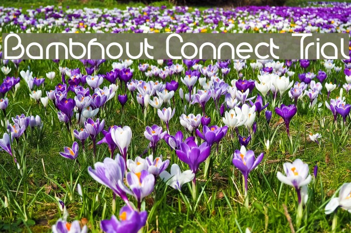 Bambhout Connect Trial Font examples