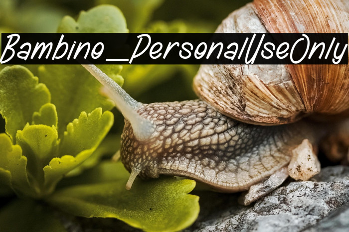 Bambino_PersonalUseOnly Example 3