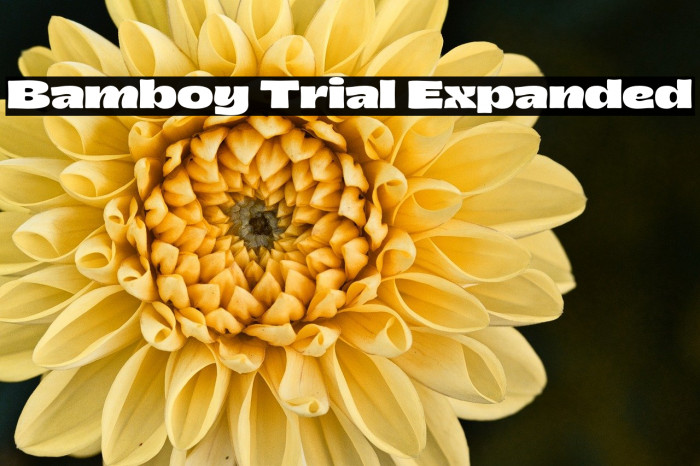 Bamboy Trial Expanded Example 2