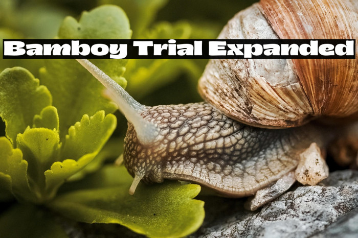 Bamboy Trial Expanded Example 3