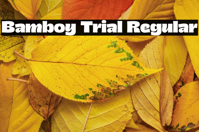 Bamboy Trial Regular Example 1