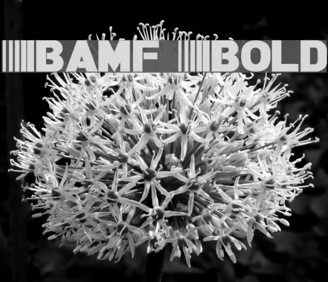 Bamf Bold Font examples