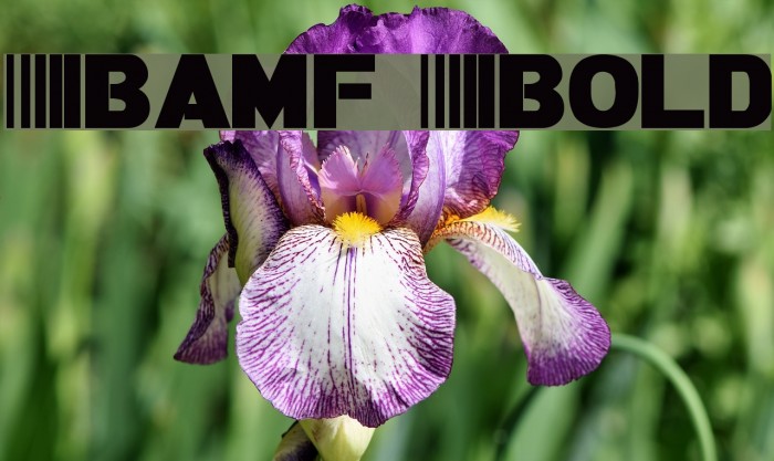 Bamf Bold Font examples
