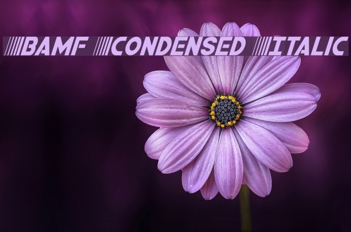 Bamf Condensed Italic Font examples