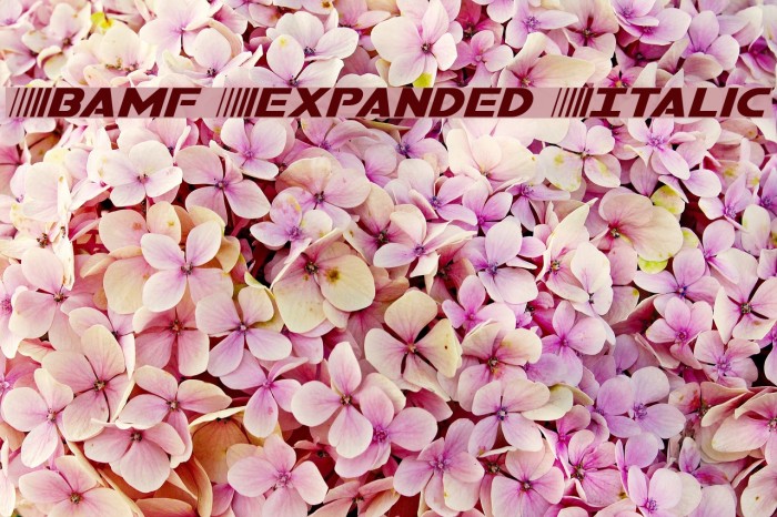 Bamf Expanded Italic Font examples