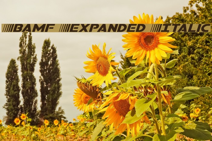 Bamf Expanded Italic Font examples