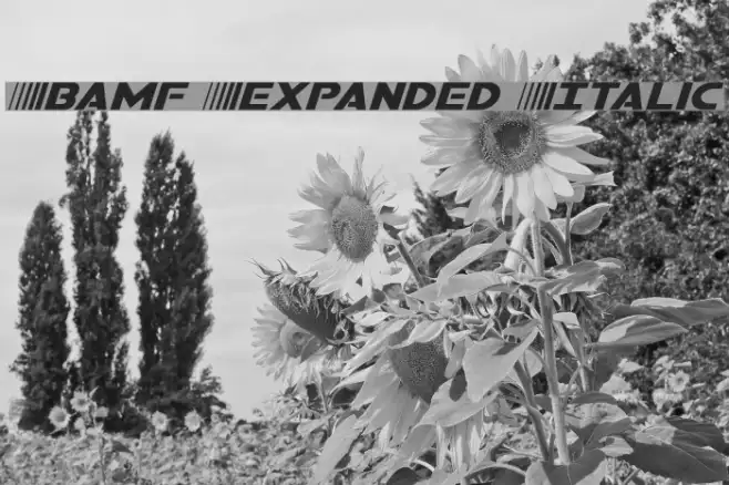 Bamf Expanded Italic Example 3