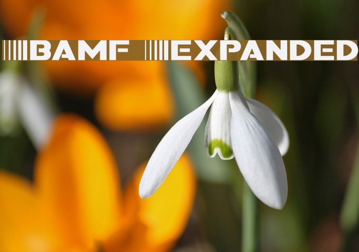 Bamf Expanded Font examples