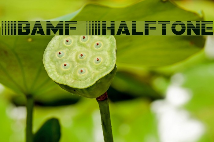Bamf Halftone Example 3