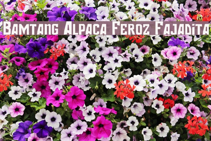 Bamtang Alpaca Feroz Fajadita Font examples
