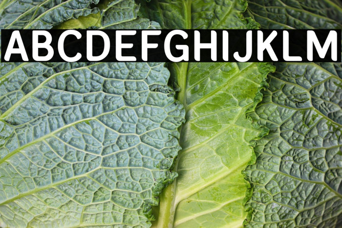 BandaNieraMedium Example 1