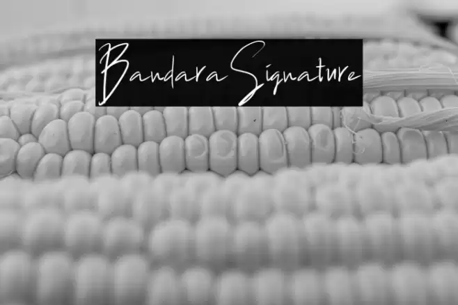 BandaraSignature Font examples