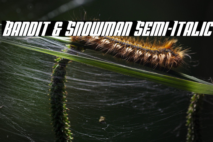 Bandit & Snowman Semi-Italic Example 3