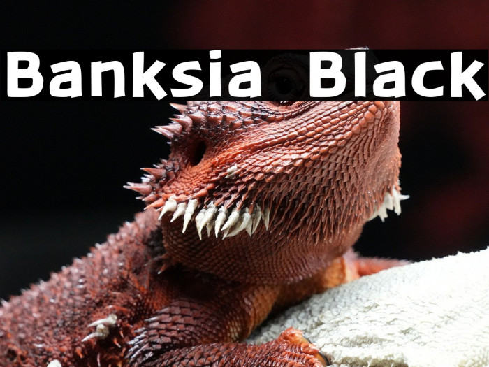Banksia  Black Example 3