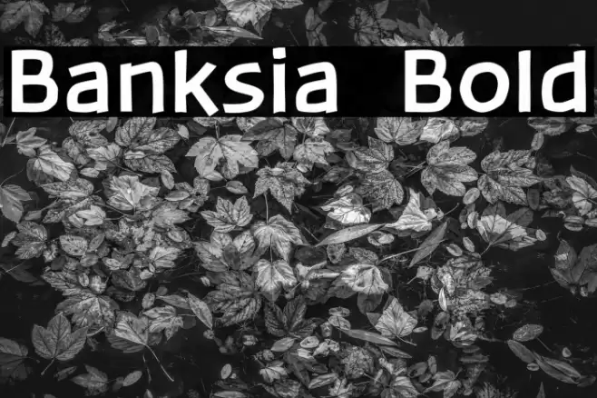 Banksia  Bold Font examples