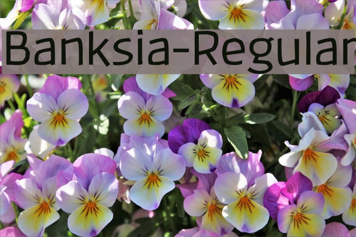 Banksia-Regular Font examples