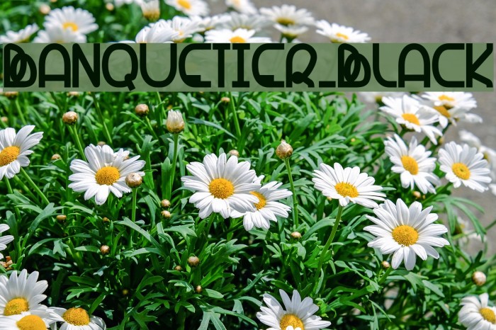 Banquetier-Black Font examples