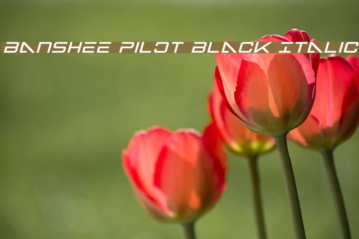 Banshee Pilot Black Italic Font examples
