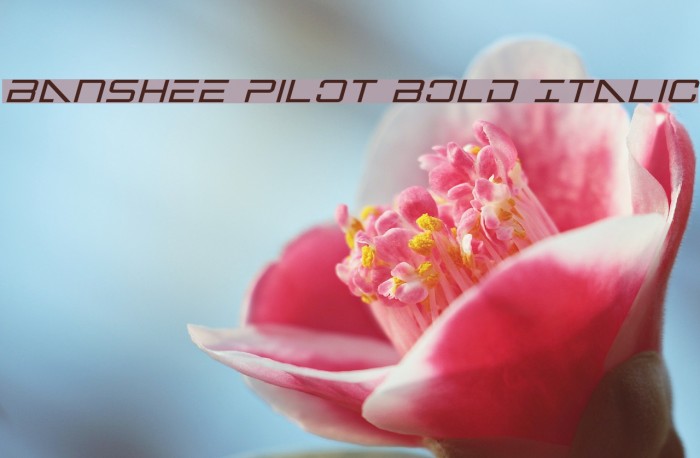 Banshee Pilot Bold Italic Шрифта examples