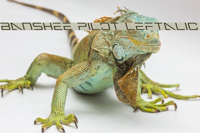 Banshee Pilot Leftalic Font examples