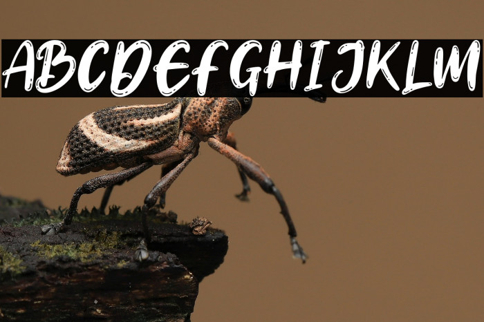 Banyulangits-Regular Example 2