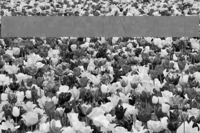 BaradamScript Font examples