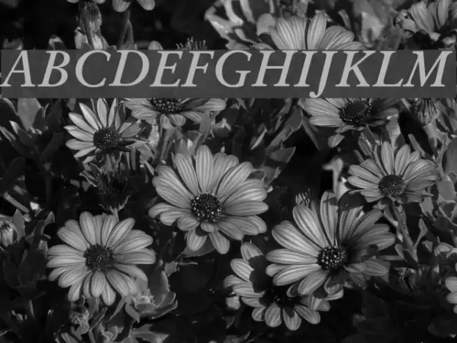 Baramond Bold Italic Font examples