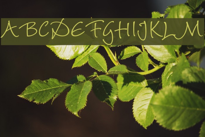 Barbara Hand Font examples