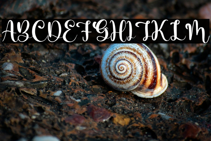 Barbara Lattvia Example 1